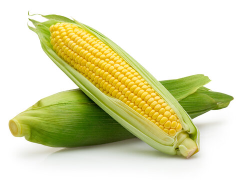 Two ear of corn isolated on white background
