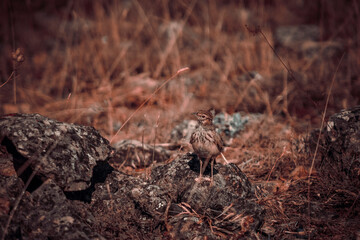 A crested lark in an arid environment among stones and dry shrubs, perfectly camouflaged in the landscape