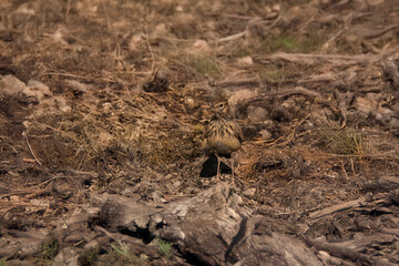 A crested lark standing on a rock in a dry, stony landscape, perfectly integrated into its surroundings.