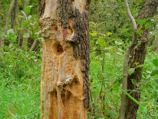 Close-up of a tree trunk with bark damage and woodpecker holes in a green forest, symbol of wildlife activity and natural woodland ecosystem