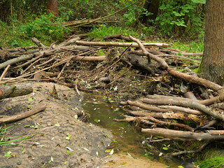 Pile of woody debris in a small river, natural accumulation of branches and logs creating a microhabitat in forest stream ecosystem