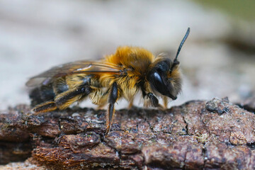 Closeup on a female of the rare large sallow mining bee, Andrena apicata, sitting on a piece of...