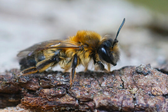 Closeup on a female of the rare large sallow mining bee, Andrena apicata, sitting on a piece of lichen covered wood