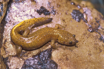 Closeup shot of a juvenile of the rare orange colored Japanese Tsushima salamander, Hynobius tsuensis