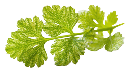 Close-up of a vibrant green leaf with intricate, lacy veins