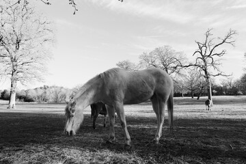 Horse grazing in Texas landscape, black and white rural farm scene.
