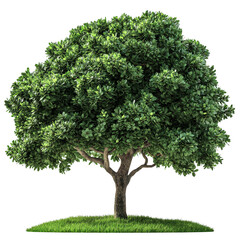 Green Tree Isolated on Transparent Background, Beautiful Green Tree Isolated Transparent Background