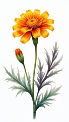 Fototapeta premium Watercolor illustration marigold flower on white background. Hand-painted artwork includes vibrant orange petals, bud, detailed leaves. Botanical art for design, home decor, spring, summer seasons.