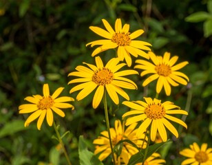Close-up of bright yellow wildflowers