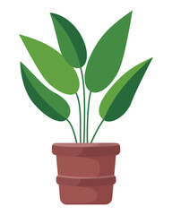 Green Houseplant With Large Leaves In Terracotta Pot Isolated On White Background