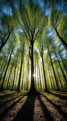 Fototapeta premium Sunlight streams through a vibrant forest canopy, illuminating the forest floor with long shadows.