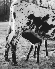 Calf nursing corriente cow closeup on farm.