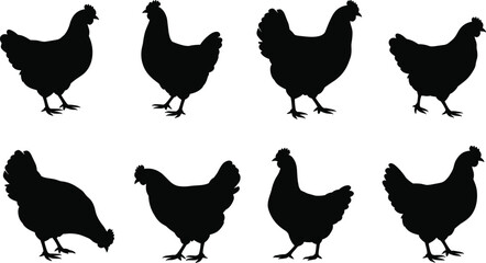 Hen silhouettes collection, farm chicken clipart, black poultry vector set, backyard animal illustration, rural bird shape design pack.