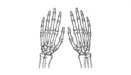 Anatomical illustration of two skeletal hands