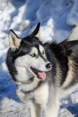 siberian husky on the snow