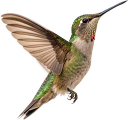 Fototapeta premium Tiny iridescent hummingbird hovering mid-flight capturing nectar with its delicate beak, wings blurred 