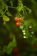 Ripe Garden Tomatoes on the Vine in Summer Sunlight