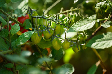 Vibrant Red Tomatoes on Vine in Rustic Garden Setting
