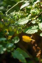Tomato Plant Close-Up with Dew and Sunlight &ndash; Healthy Eating