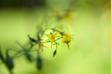 Tomato Plant in Bloom &ndash; Yellow Flowers Against Lush Greenery