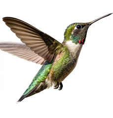 Fototapeta premium Vibrant hummingbird displaying iridescent green and blue feathers mid-flight, wings spread wide 
