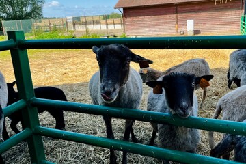 Curious sheep with dark wool stand behind a green fence, surrounded by straw in a farm enclosure. The green pasture in the distance adds to the idyllic countryside vibe