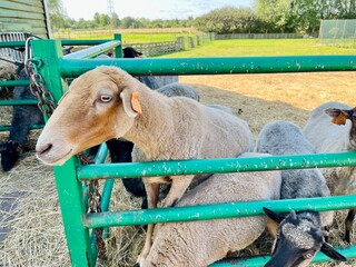 close-up of curious sheep with varied wool colors, peering through green metal bars in a rustic farm pen. The background features lush green fields under a clear sky.