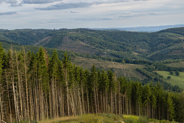 Forest with tall trees and rolling hills in the background. Scenic view of nature and mountains under cloudy sky.