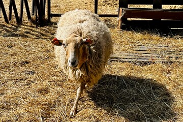 fluffy sheep with thick wool walks on a bed of straw inside a wooden pen, casting a shadow under soft daylight