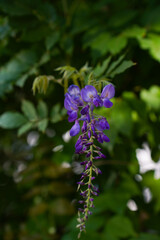 Chinese wisteria on a green background in a botanical garden