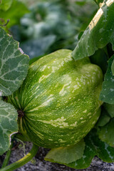 A vibrant green pumpkin with distinctive white stripes grows nestled among its broad leaves in a garden, promising a future harvest.