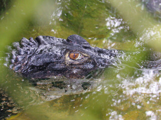 alligator in the water