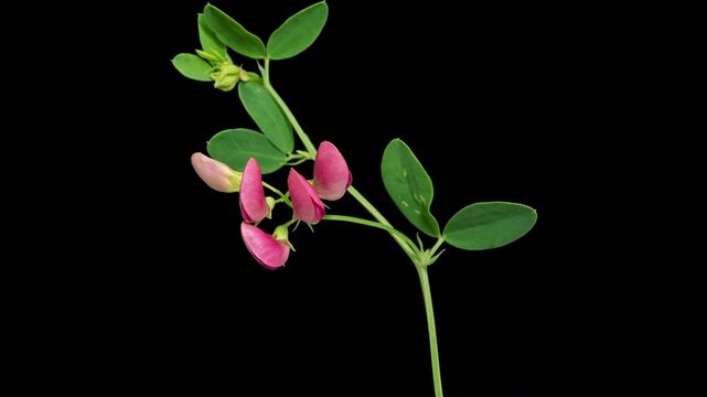 Macro time lapse blooming and wilting Perennial sweet pea or Broad-leaved everlasting pea (Lathyrus latifolius) flower on pure black background