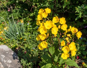 Bright yellow flowers in a garden bed