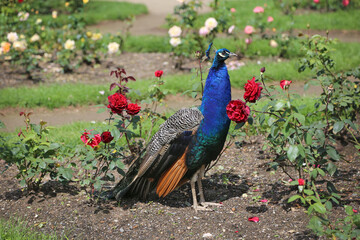Obraz premium A vibrant peacock stands gracefully among blooming red roses in a sunny garden.