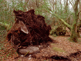 Scene in a forest park after powerful hurricane with trees fallen on the ground. Effect of a strong storm wind. Destruction caused by nature to nature. Nobody. Green and brown tone.