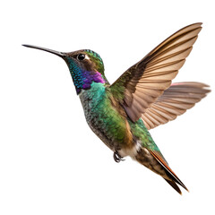 Fototapeta premium Stunning iridescent hummingbird captured mid-flight with vibrant green and purple feathers and outstretched wings 
