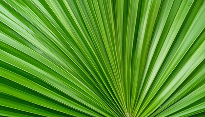 Fototapeta premium Close-up of vibrant green palm fronds radiating outwards