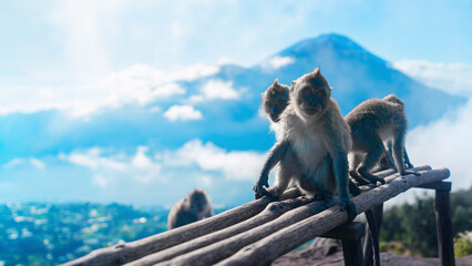 Obraz premium Monkeys on the Batur vulcan on Bali