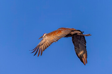 The sandhill crane (Antigone canadensis). Native American bird a species of large crane of North America 