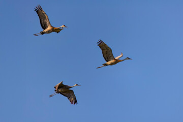 The sandhill crane (Antigone canadensis). Native American bird a species of large crane of North America 