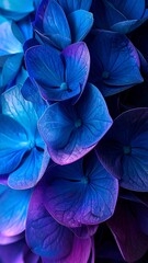 Vibrant blue hydrangea close-up