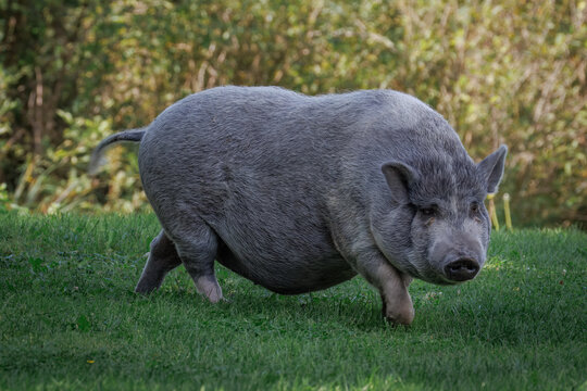 A female, cute mini pig with grey fur walks on lush green grass, toward the camera lens.	
