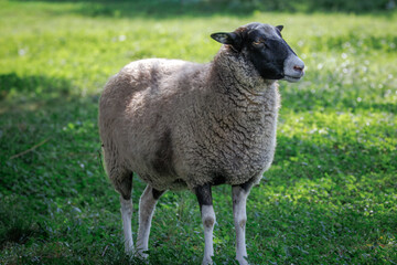 Naklejka premium A female Romanov sheep stands on green clover, positioned perpendicular to the camera lens on a sunny summer evening.