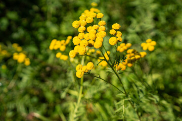 Yellow wildflowers blooming in a meadow. Bright flowers creating a natural summer scene.