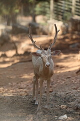 Deer grazing forest. High quality photo