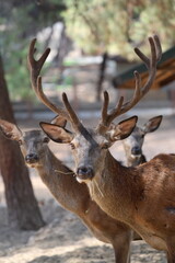 Deer grazing forest. High quality photo