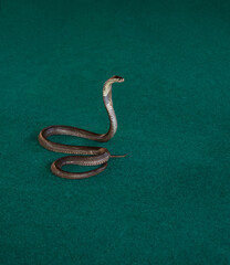 Fototapeta premium Close up of a cobra snake 