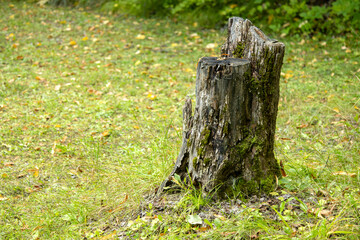An old tree stump at a campground