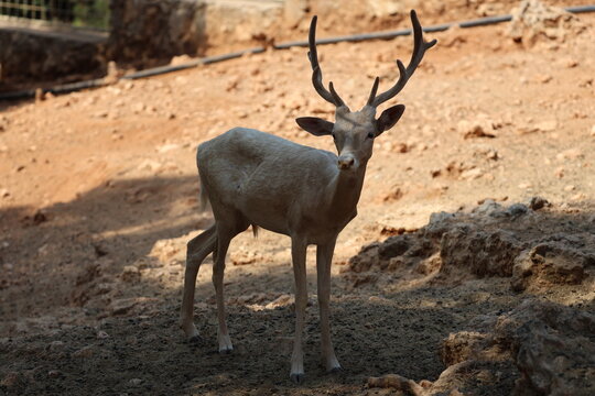 Deer grazing forest. High quality photo